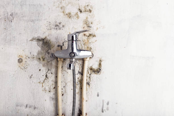 Best Mold Testing  in Newport, AR