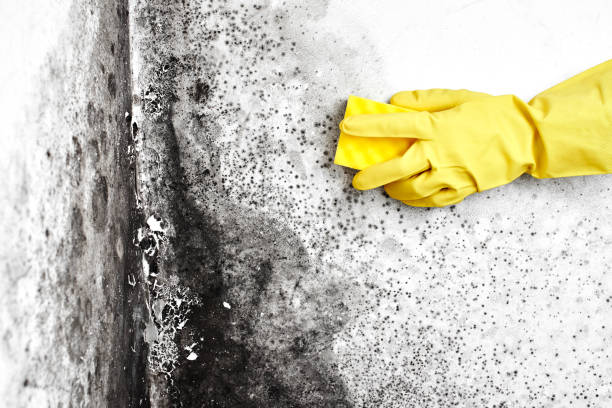 Best Commercial Mold Removal  in Newport, AR