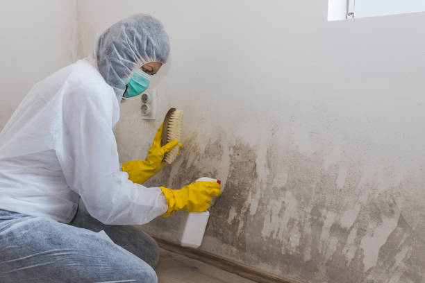 Best Attic Mold Removal  in Newport, AR